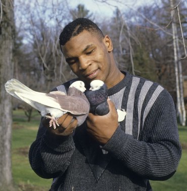 mike tyson pigeon
